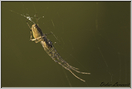araignée tétragnate 2 (3)